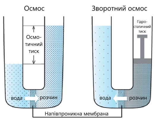 Осмос - процес однобічної дифузії через напівпроникну мембрану молекул розчинника в бік більшої концентрації розчиненої речовини